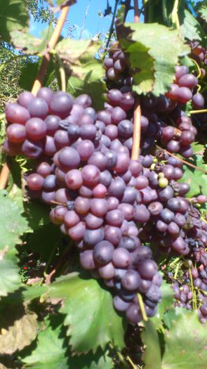 rizomat - VITA DE VIE 2013