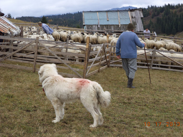 Badea Sandu si oile; 17 oct 2013 am fost la alesul caprelor
