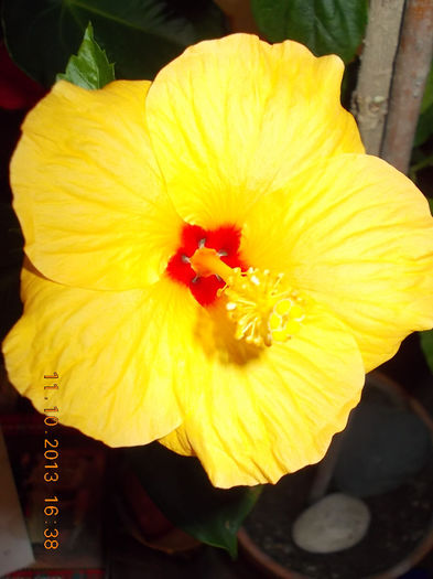 18 octombrie 2013-flori 005