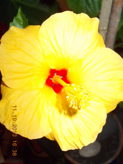 18 octombrie 2013-flori 007