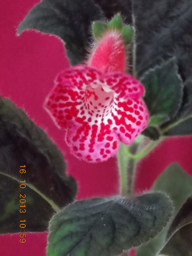 18 octombrie 2013-flori 008