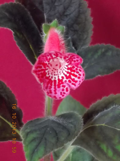18 octombrie 2013-flori 011