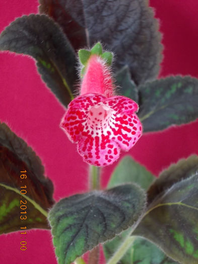 18 octombrie 2013-flori 018