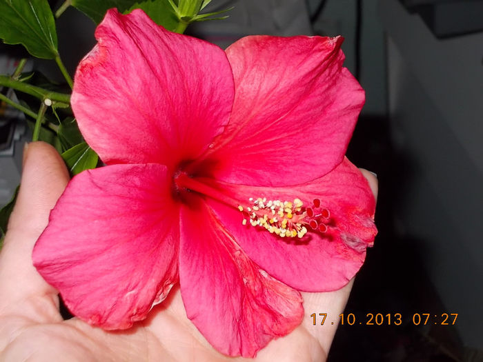 18 octombrie 2013-flori 046