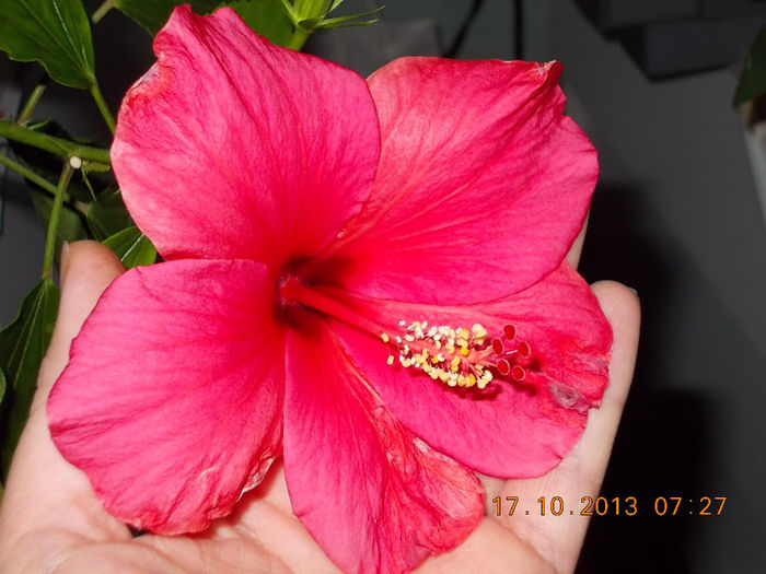 18 octombrie 2013-flori 048