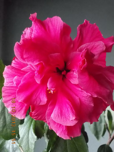 18 octombrie 2013-flori 060