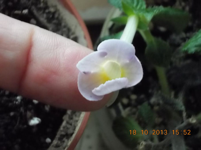 18 octombrie 2013-flori 065