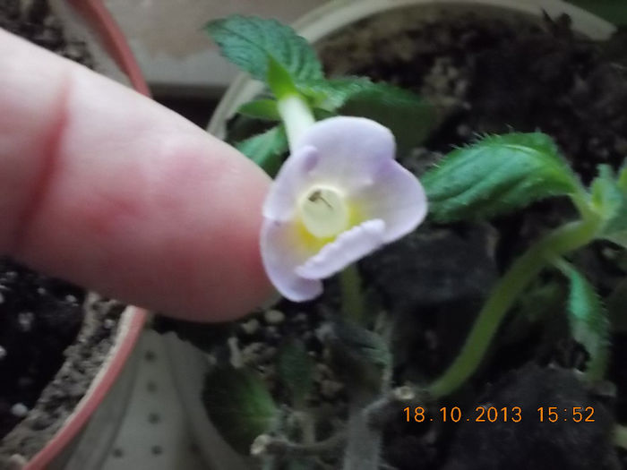 18 octombrie 2013-flori 067