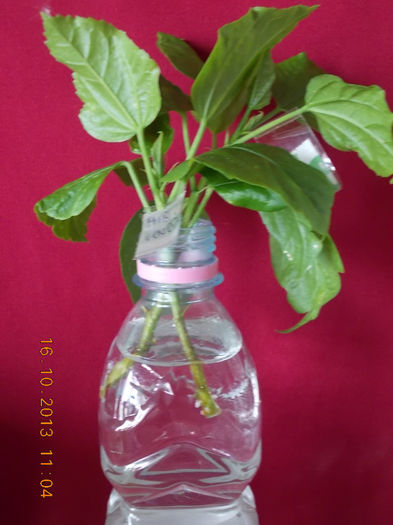 18 octombrie 2013-flori 035
