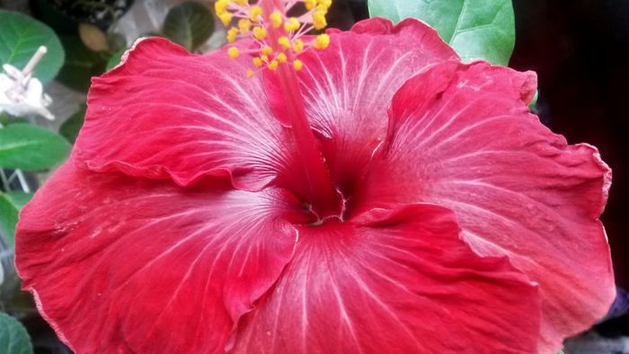  - Plante diverse