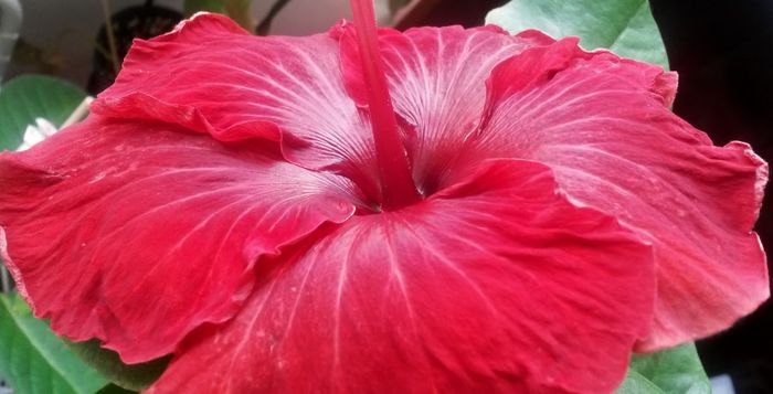  - Plante diverse