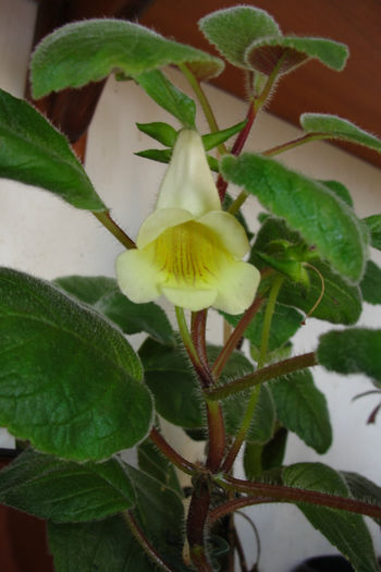 Conspicua - Sinningia-1