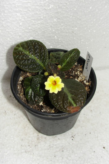 Suomi - Episcia S