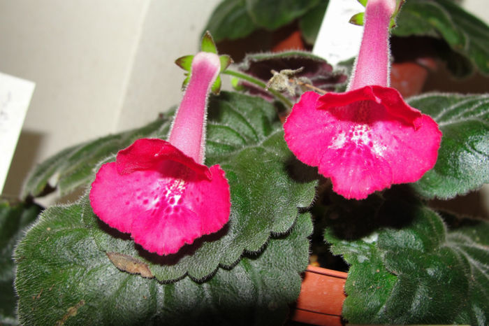 SRG's Paprika - Sinningia-1