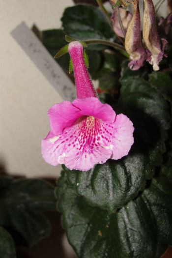 SRG's Icy Vodka - Sinningia-1