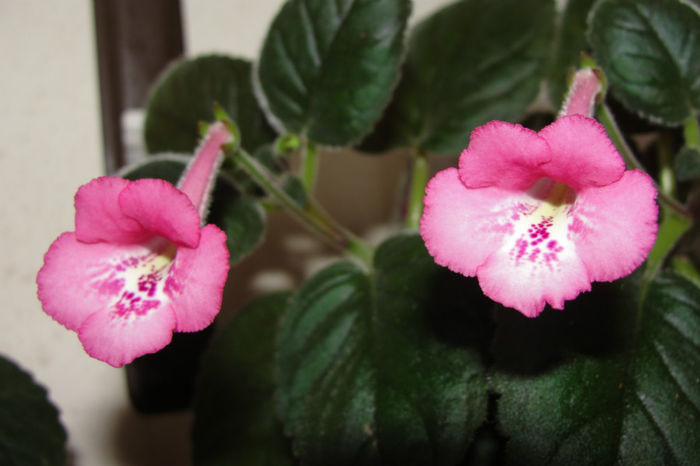 SRG's Heart Breaker - Sinningia-1