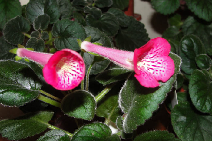 SRG's Honey Pink - Sinningia-1