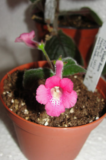 Ozark Red Lightning - Sinningia-1