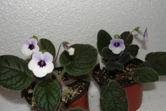 Amizade - Sinningia-1