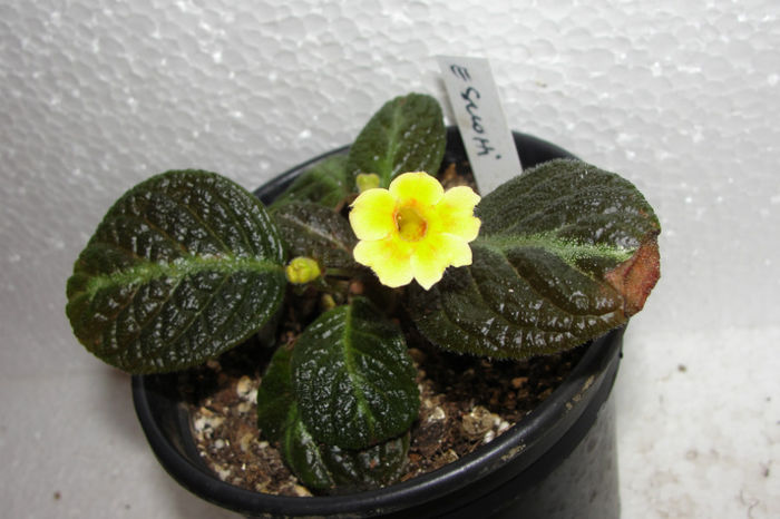  - Episcia S