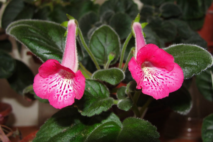 SRG's Honey Pink - Sinningia-1