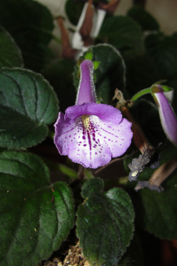 SRG's Blue Eruption - Sinningia-1