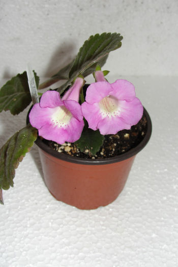 HCY's Persaphona - Sinningia-1