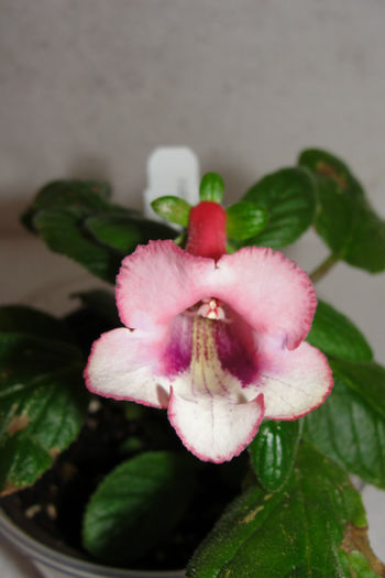 Amanda's Penny - Sinningia-1