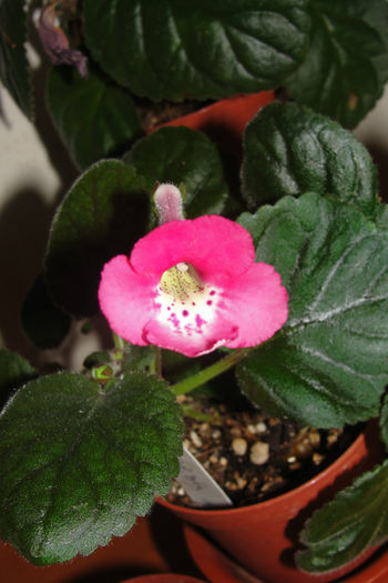 SRG's Honey Moon - Sinningia-1