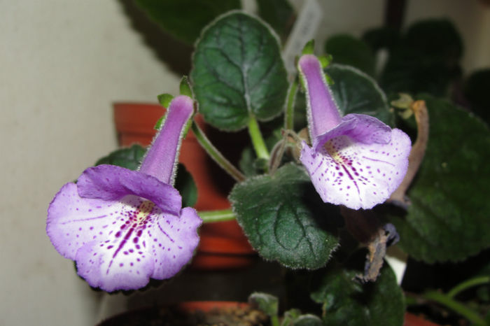 SRG's Blue Eruption - Sinningia-1