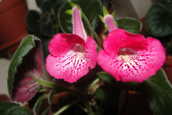 SRG's Honey Pink - Sinningia-1