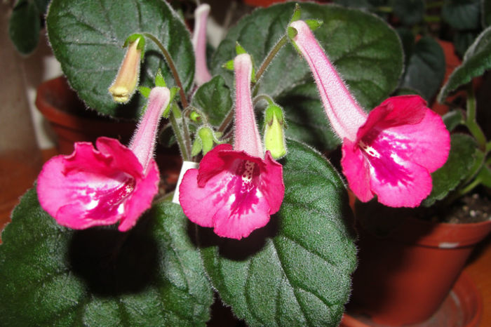 SRG's Ruby Belle - Sinningia-1