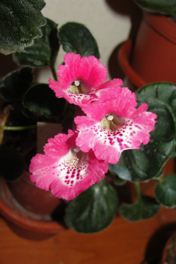 SRG's red Feather - Sinningia-1