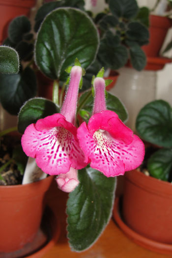 SRG's Honey Pink - Sinningia-1