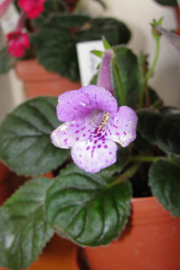 SRG's Lavander Eruption - Sinningia-1