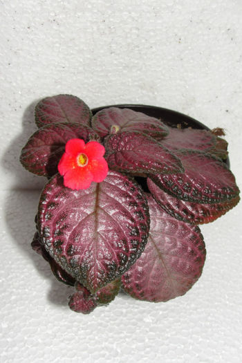 Maylasian Ruby