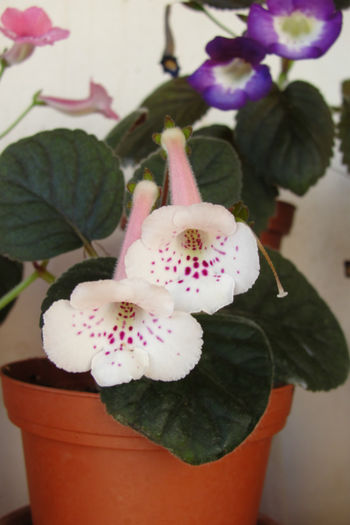 SRG's Albinozza - Sinningia-1