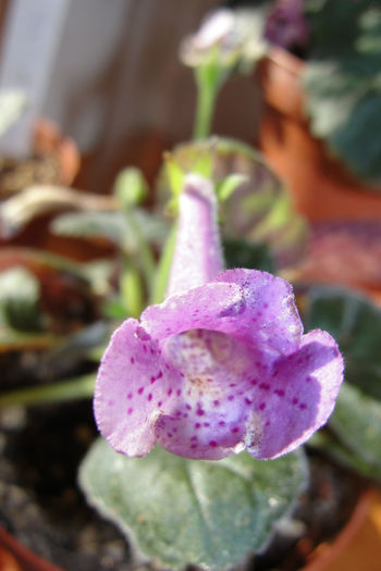 SRG's Lavender Eruption - Sinningia-1