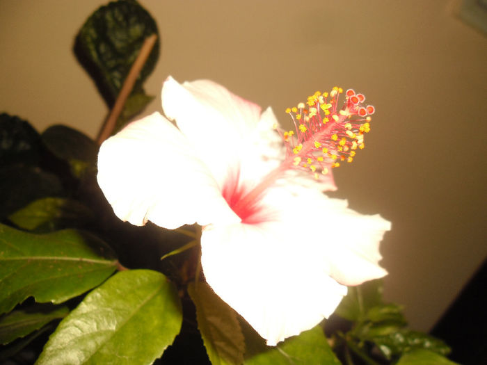 Apple Bloosoom - Hibiscus 2013-3