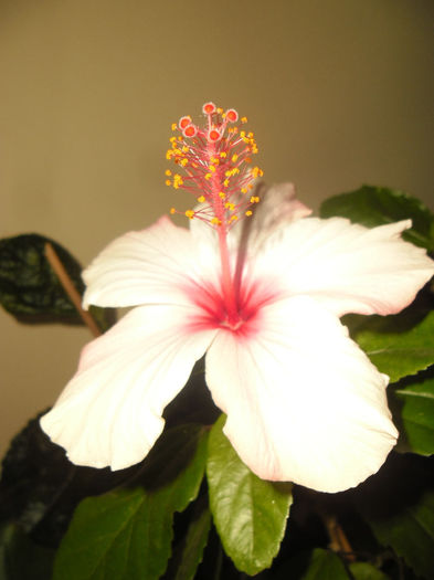 Apple Bloosoom - Hibiscus 2013-3