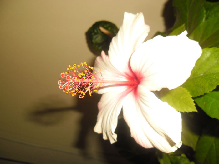 Apple Bloosoom - Hibiscus 2013-3