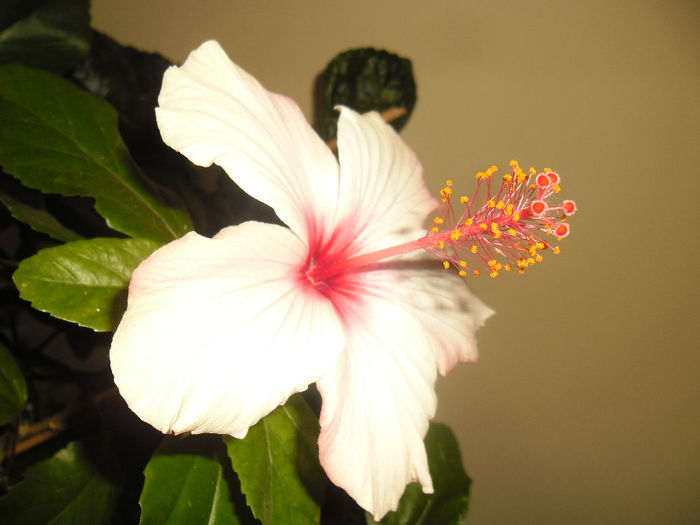 Apple Bloosoom - Hibiscus 2013-3