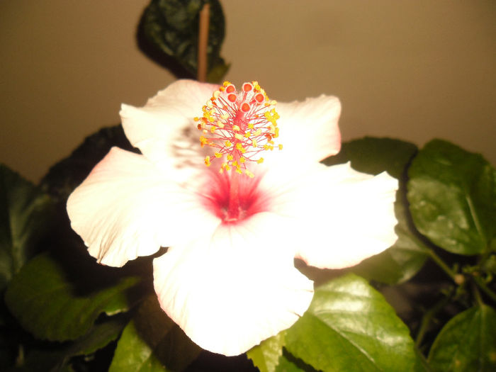 Apple Bloosoom - Hibiscus 2013-3
