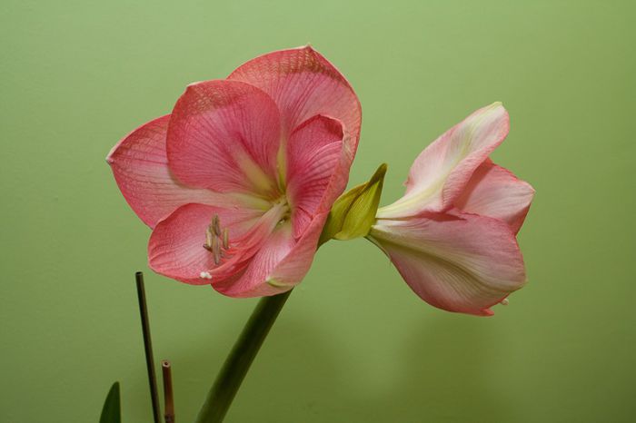 IMG_6289 - hippeastrum- amaryllis