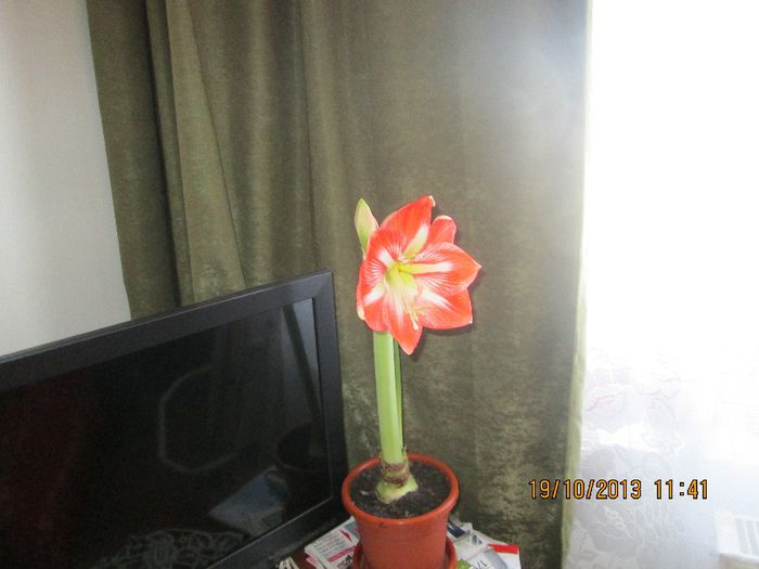 022; primul amaryllis inflorit anul acesta
