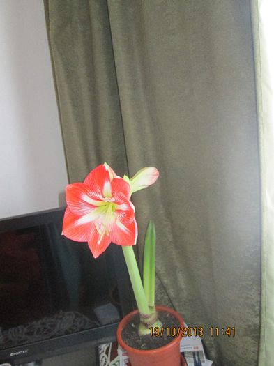 023; cumparat de la Lidl
