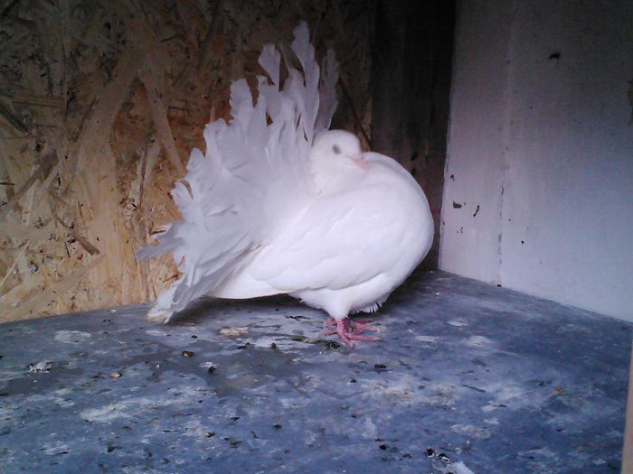 PUI 2013 ACHIZITIE PORUMBEIROSTOV