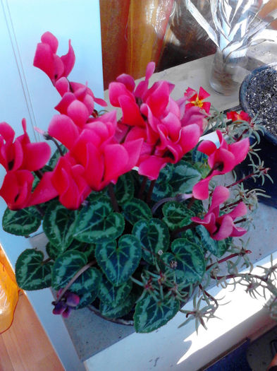 cyclamen