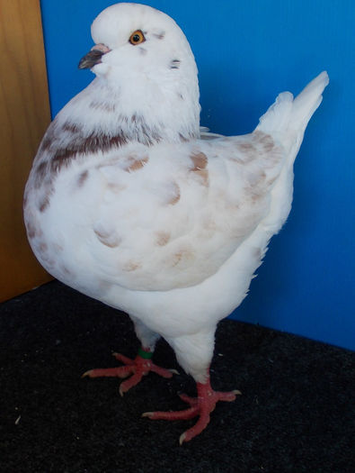 DSCN4079 - pui king 2013 DE VANZARE