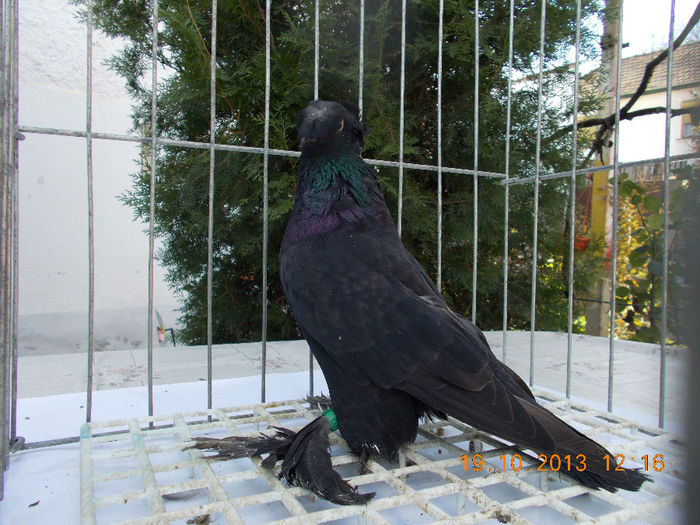 3475 M - Vandut - sold